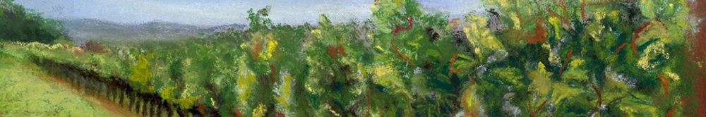 Vineyard banner image