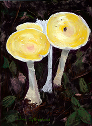 Mushrooms 1