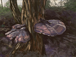 Mushrooms 3